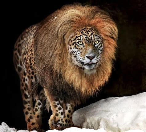 lion leopard mix